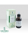 Achillea