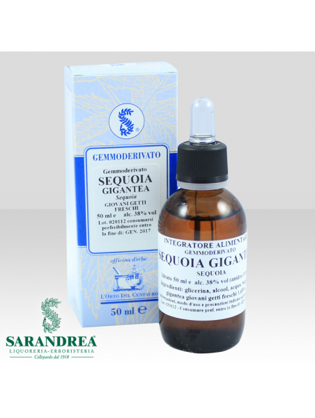 Sequoia Gigantea