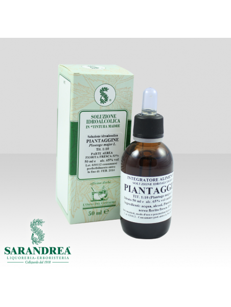 Piantaggine