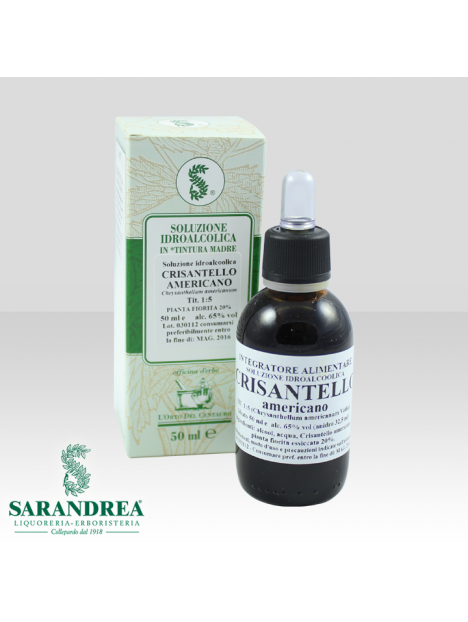 Crisantello Americano