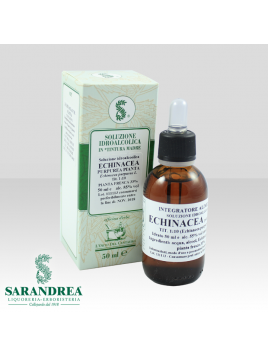 Echinacea Purpurea Pianta